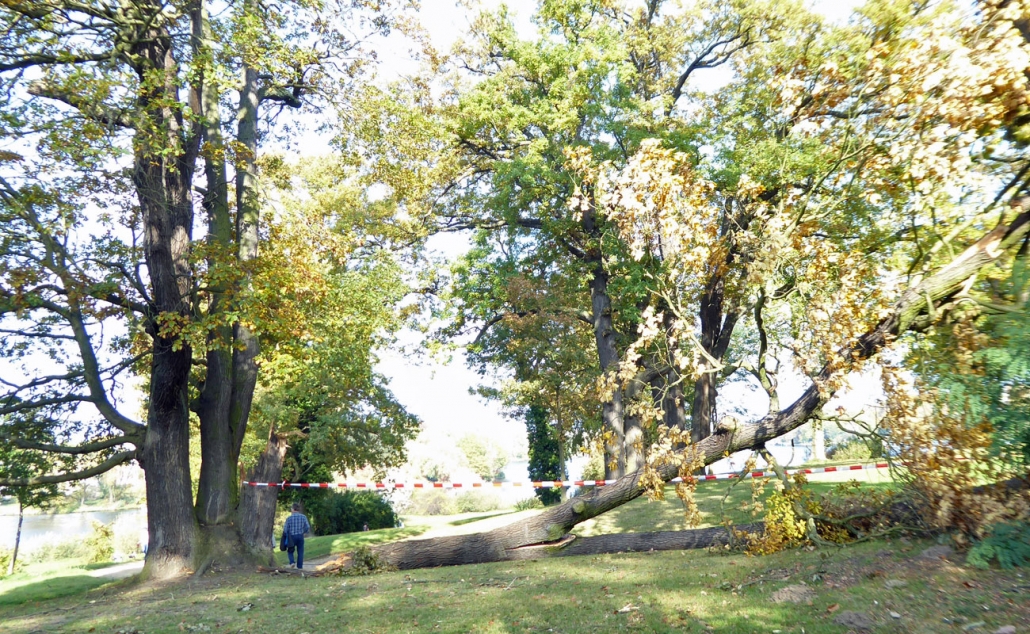 Der jüngste Sturm dürfte erneut den Wälder in Brandenburg einige Schäden zugefügt haben. 