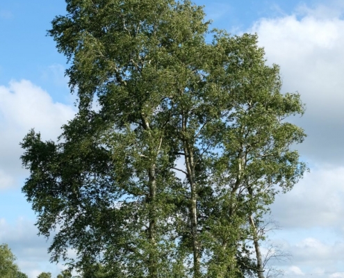 Baum des Jahres 2023: die Moor-Birke Foto: Rudolf Fenner